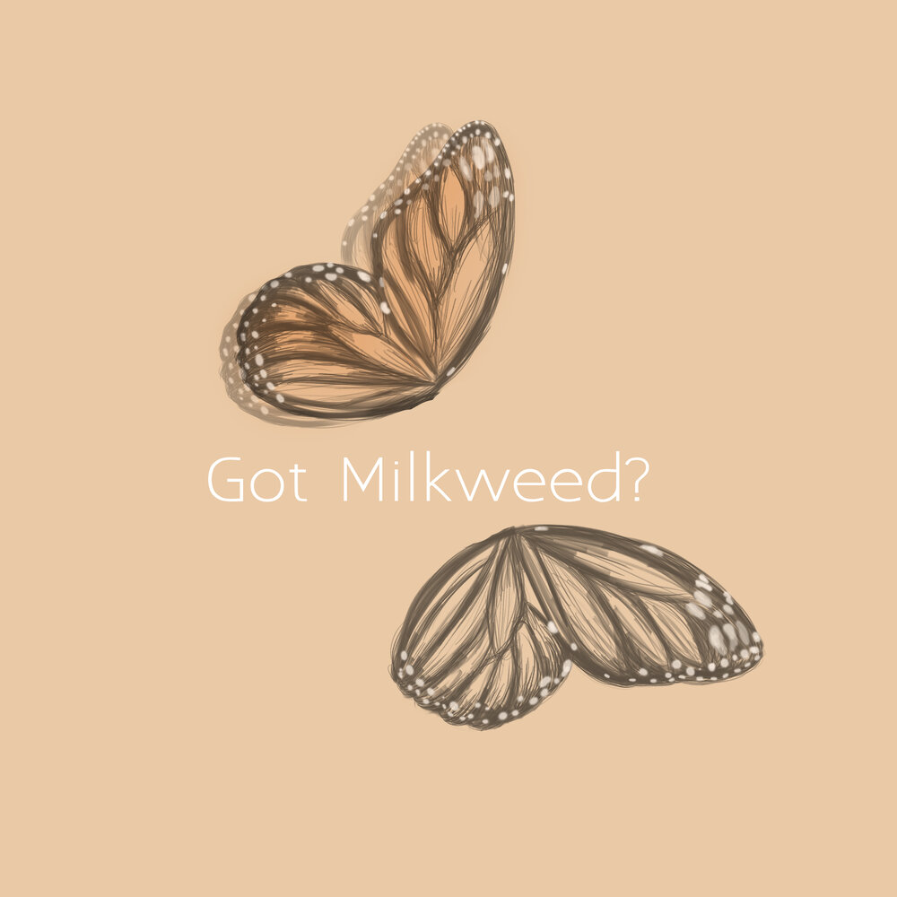 got milkweed.jpg