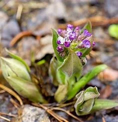 Årsmøte for Kosmologisk Livstro 20. april 2022 kl 1800