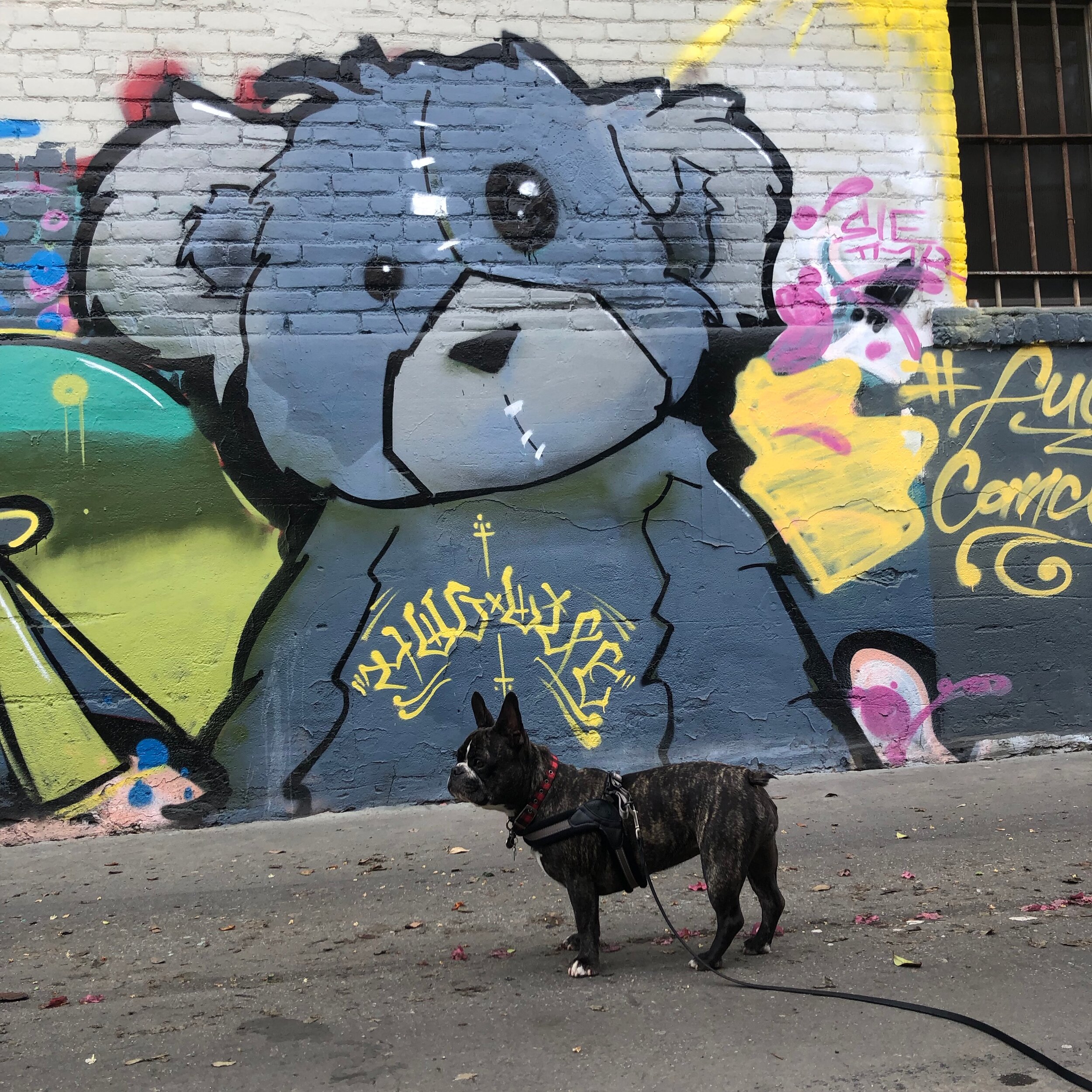 Maddie the Frenchie Pup Starting A Street Art Movement