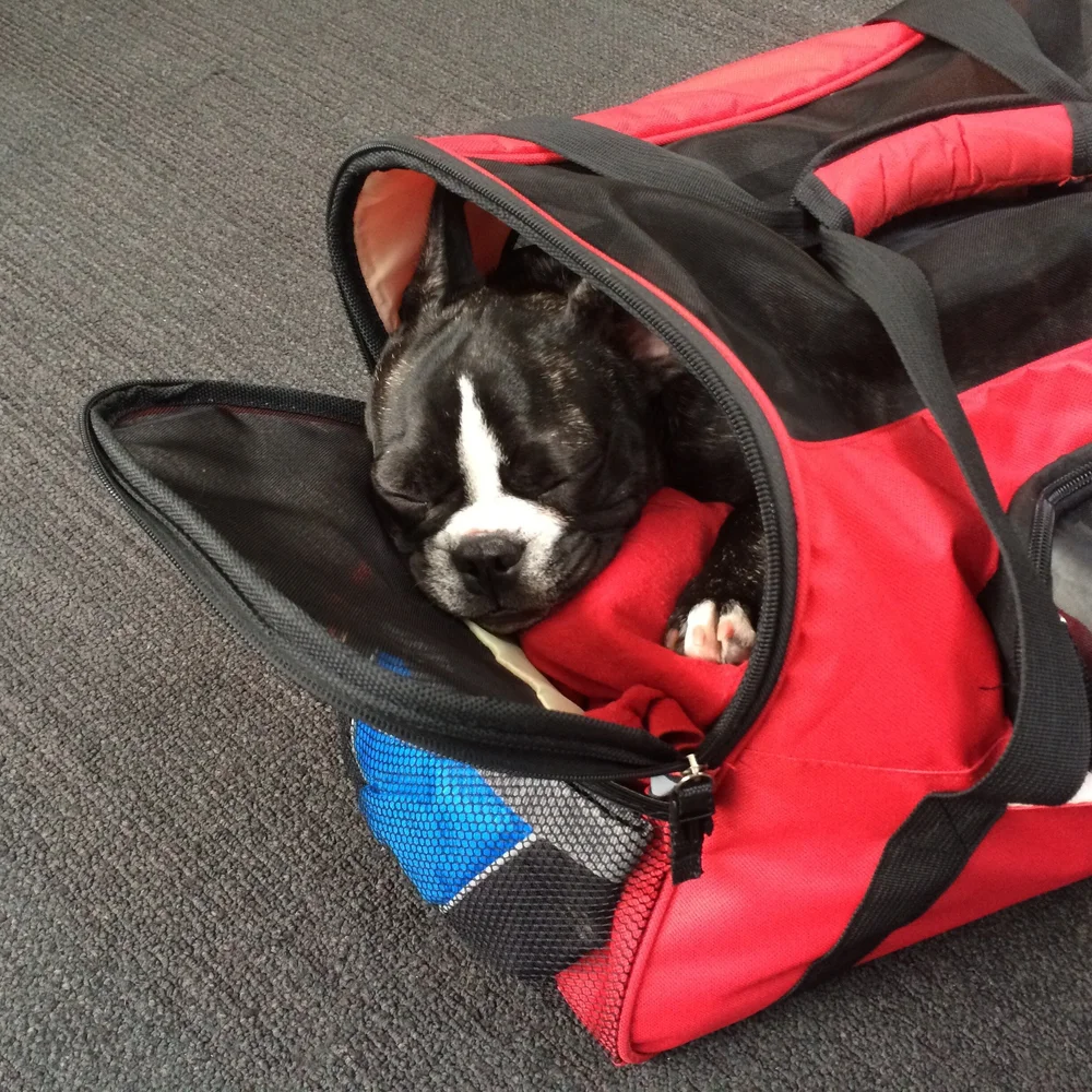 Can Boston Terriers Fly In Cabin