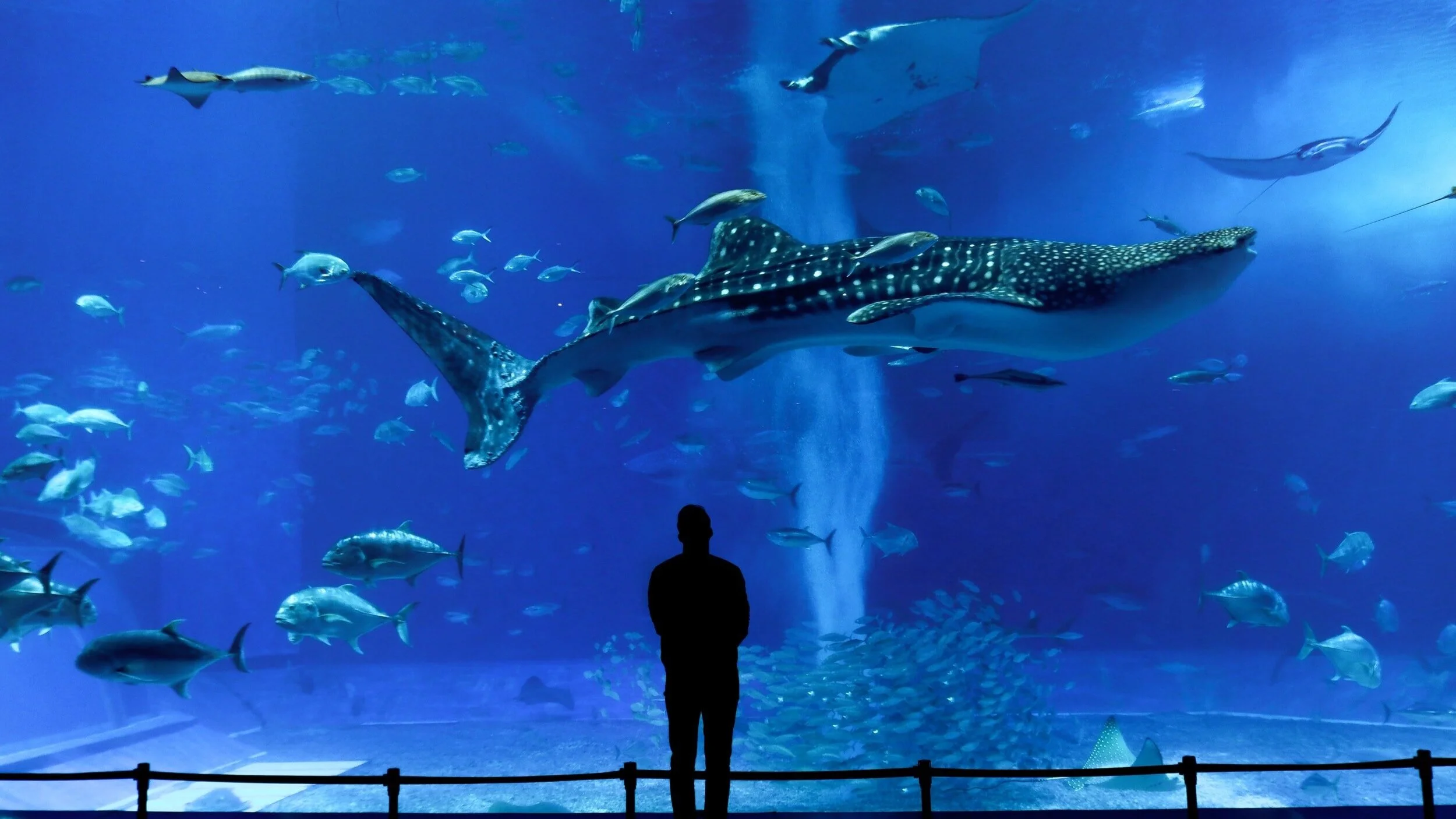 The Best Aquariums In The World — Sick Girl Travels
