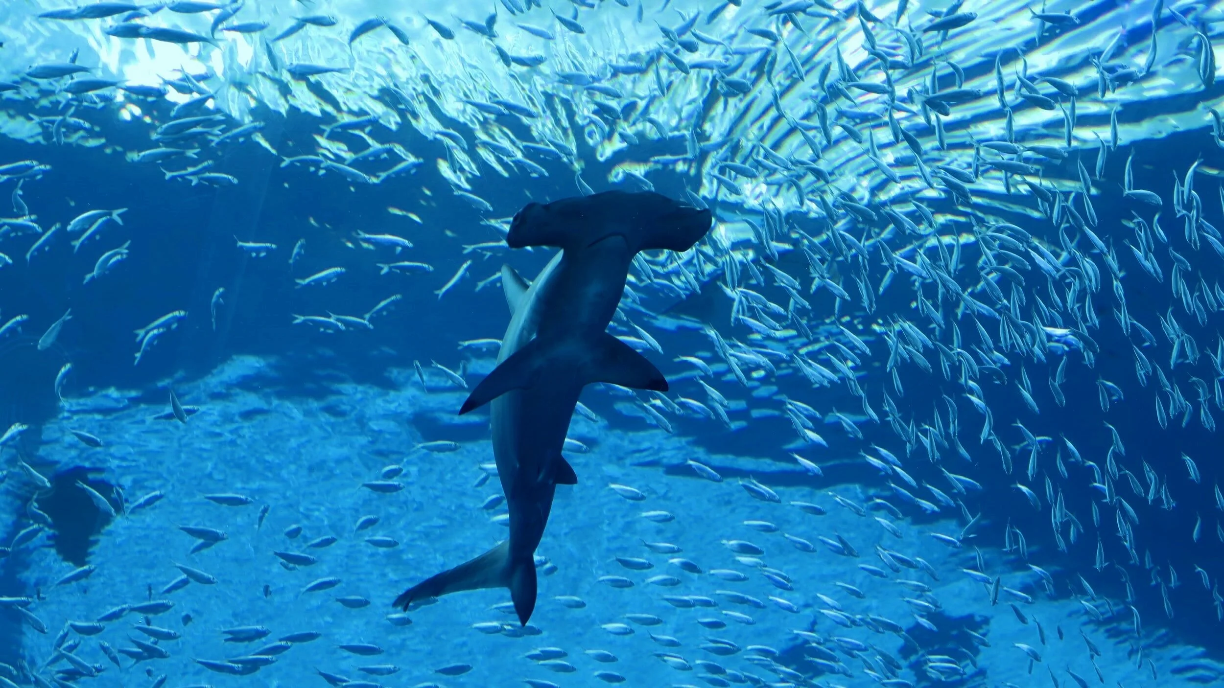 The Best Aquariums in The World