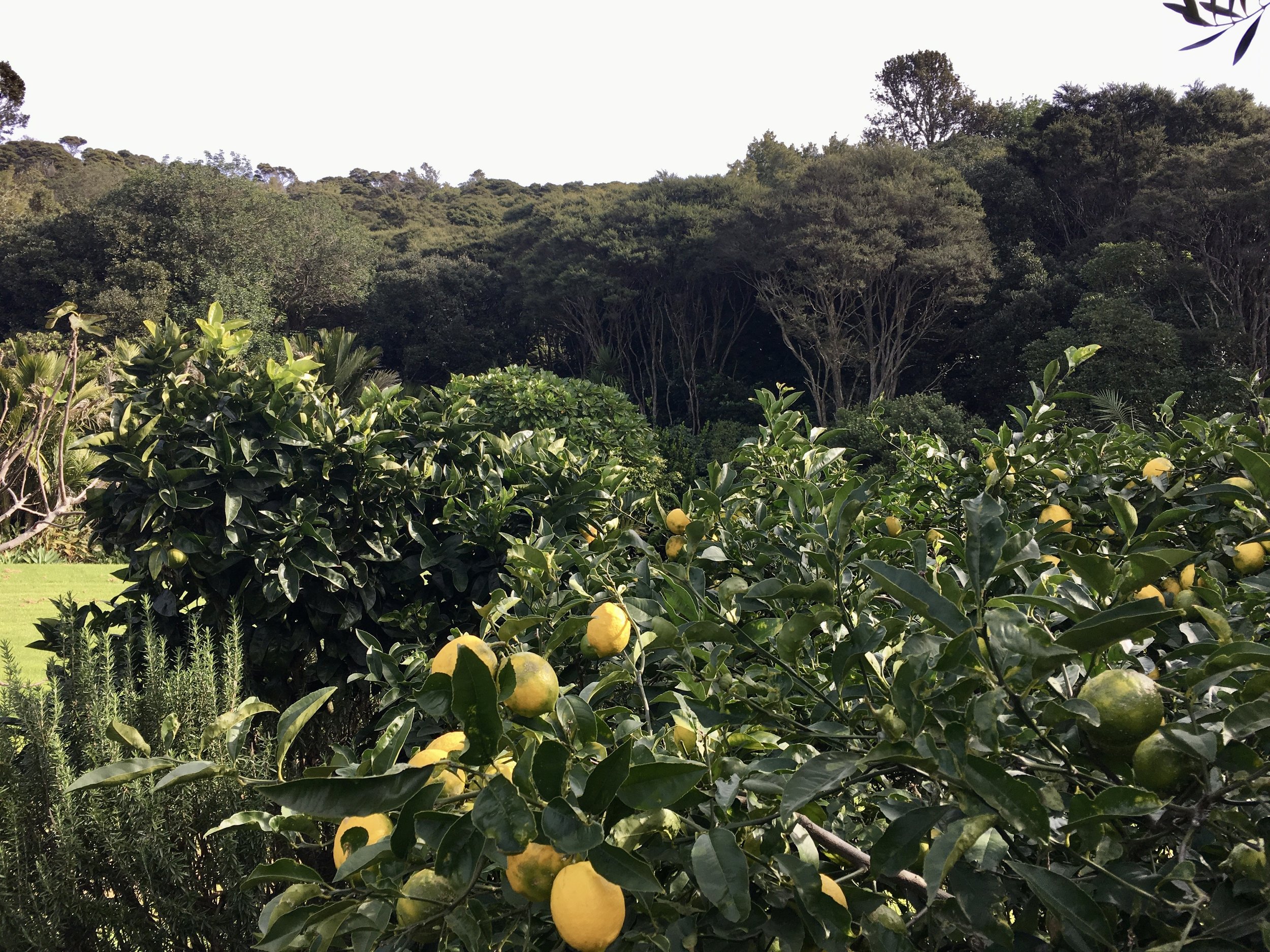 Lemon Trees at Wiaheke Island Winery