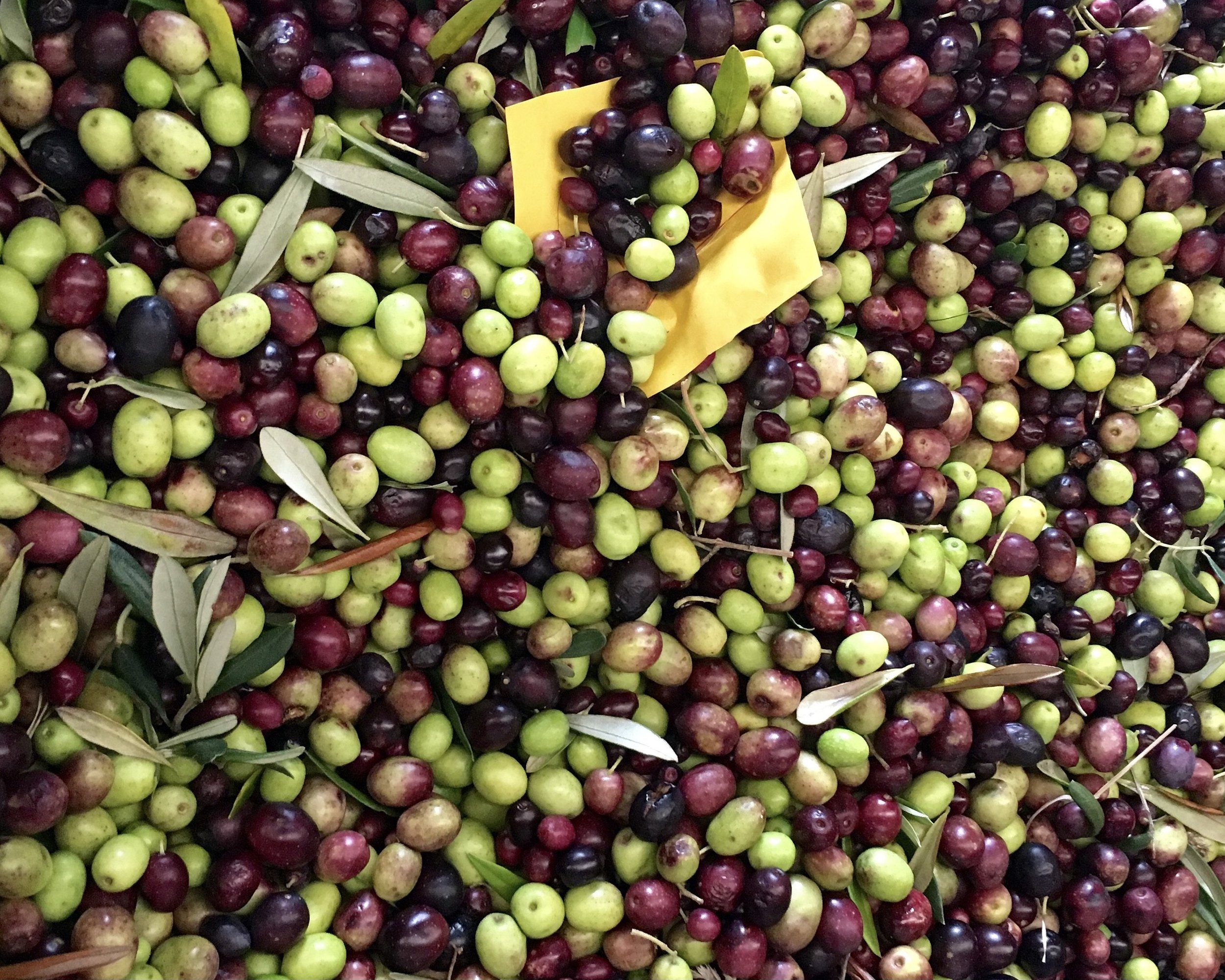 Checking out the olive harvest on our wine tours Waiheke Island