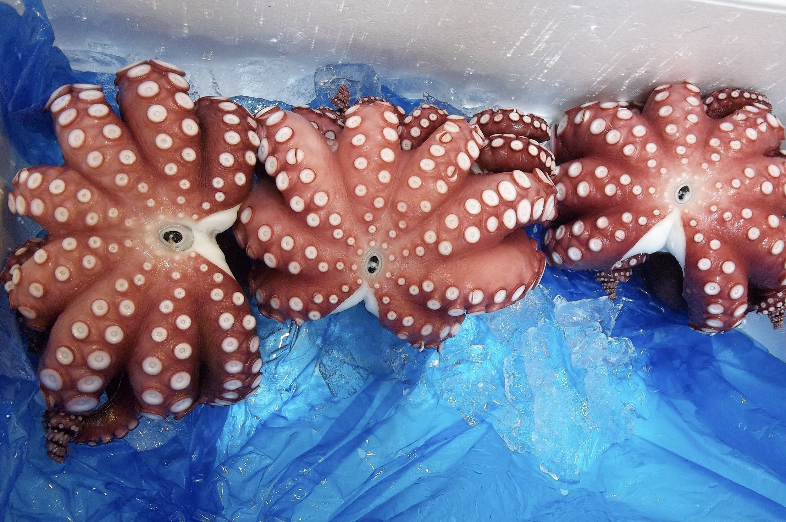 Octopus for sale