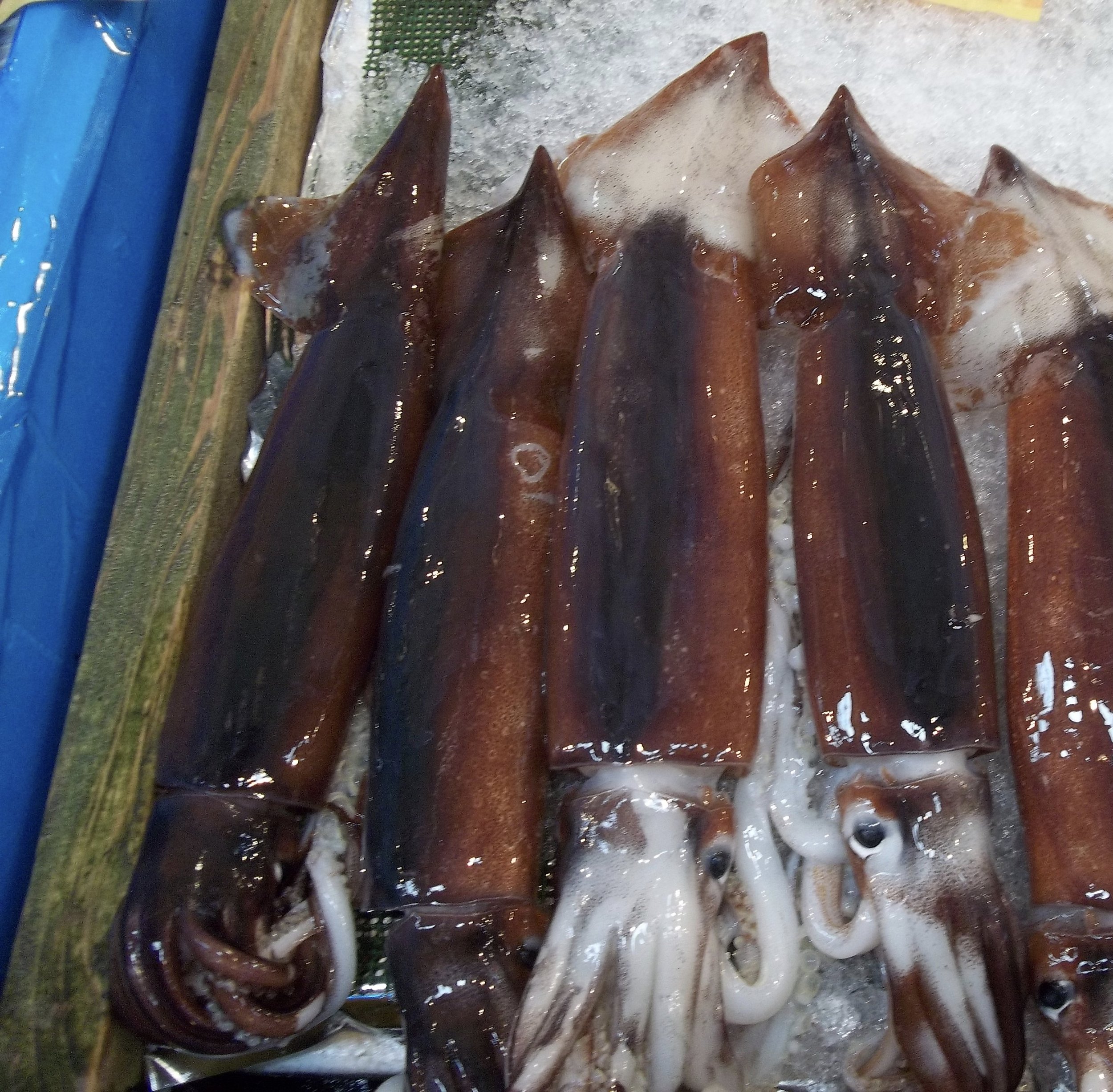 Fresh caught squid at the market