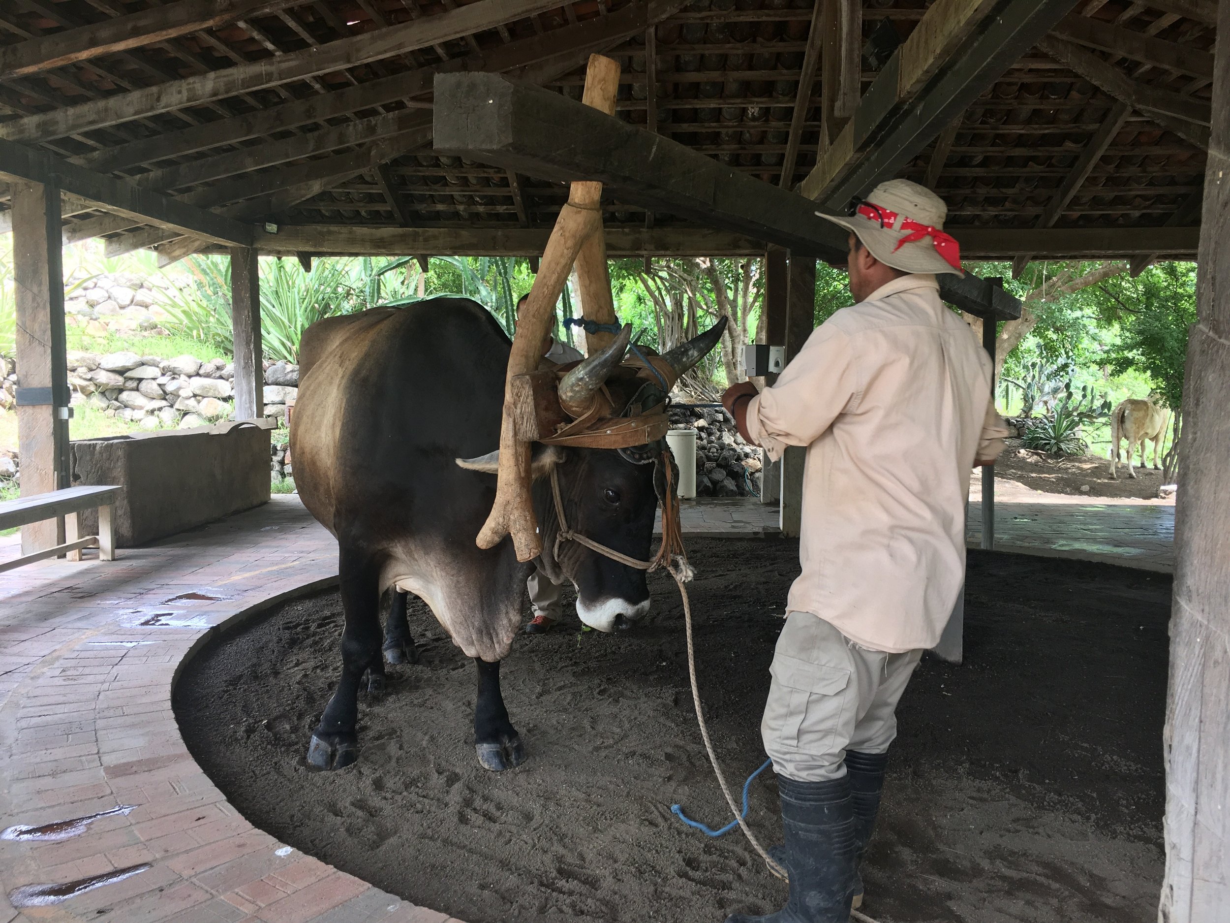 Ox Pressing Fresh Sugar Cane