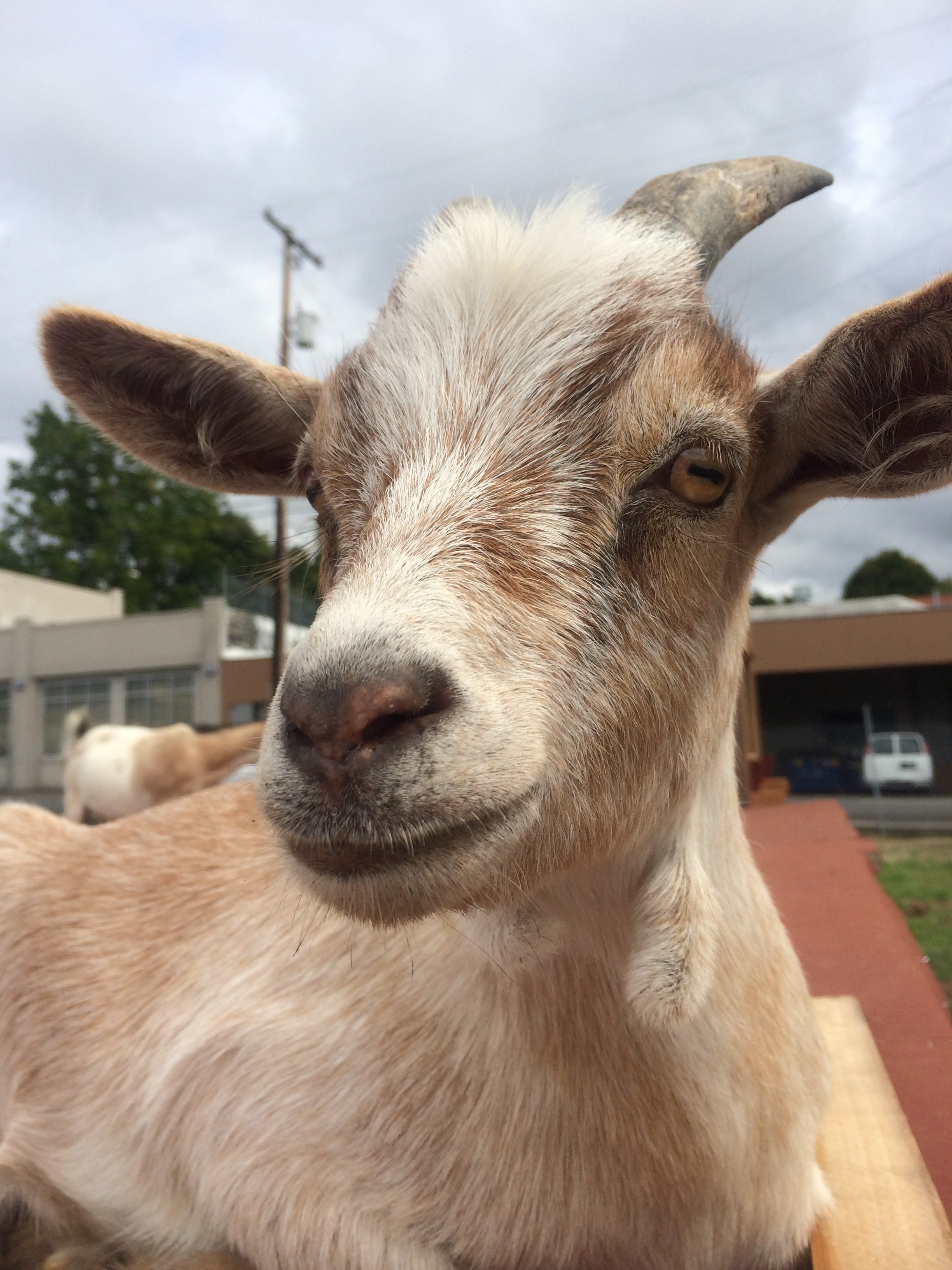 Close up of a brown and white goat.