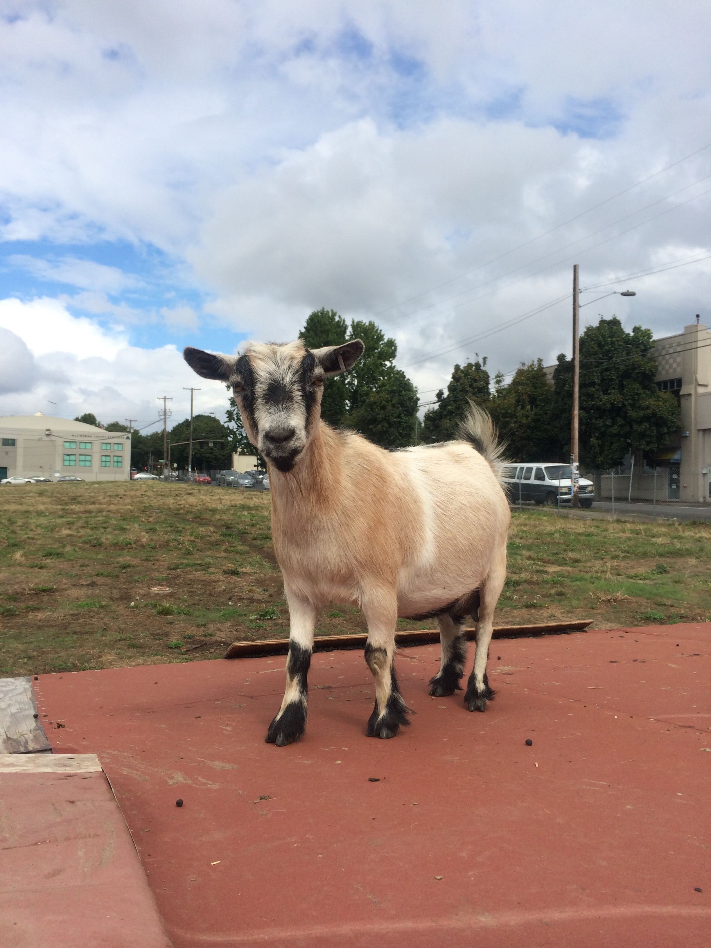 Playful Belmont Goat