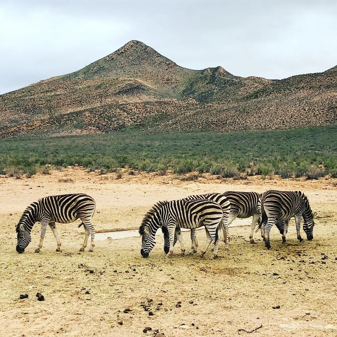 Best Safari from Cape Town - Aquila Game Reserve