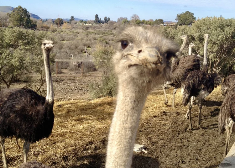 Visiting Ostrichland USA Ostrich Farm Solvang, California — Sick Girl
