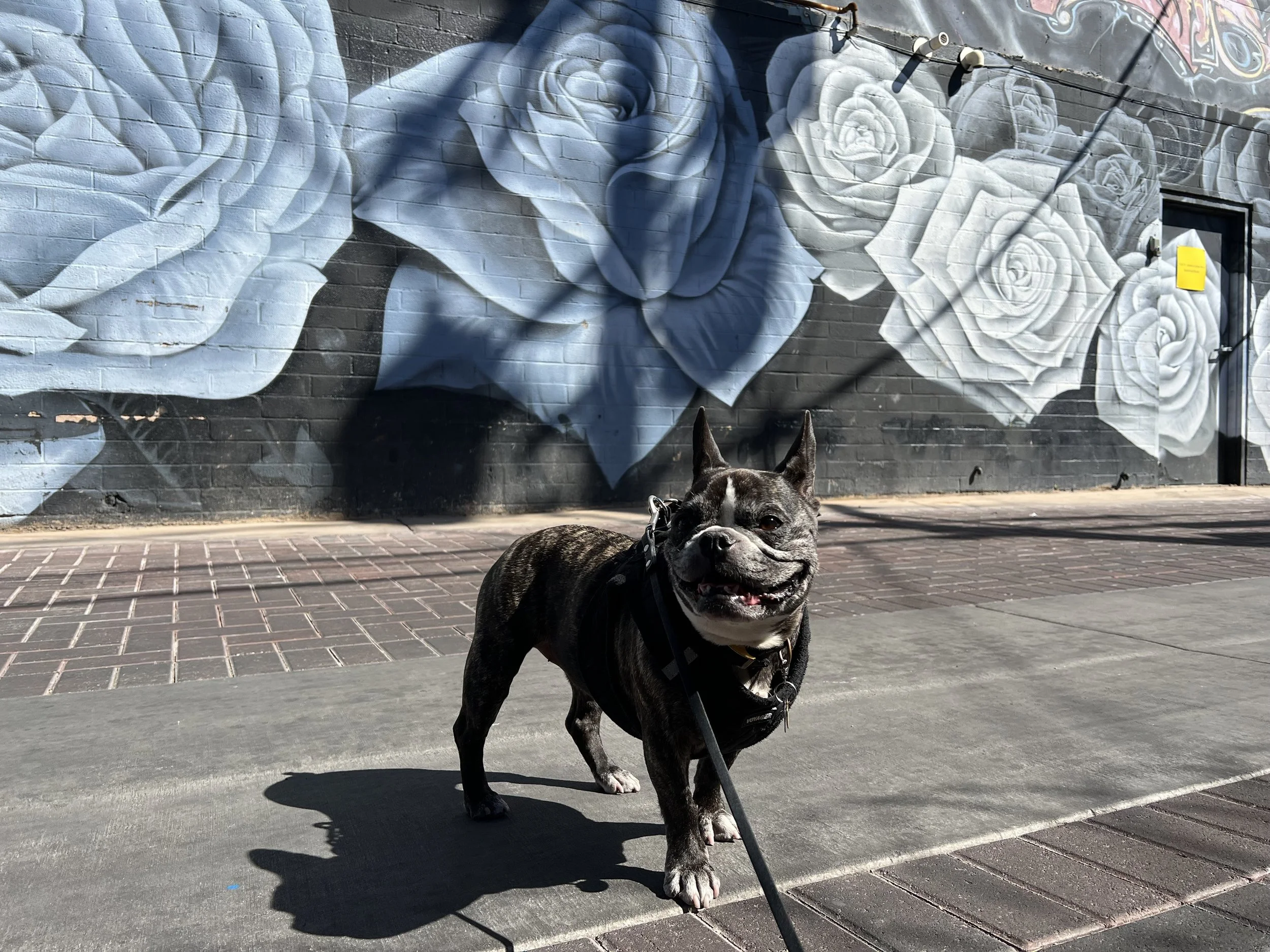 The Best Las Vegas Murals and Las Vegas Street Art — Sick Girl Travels