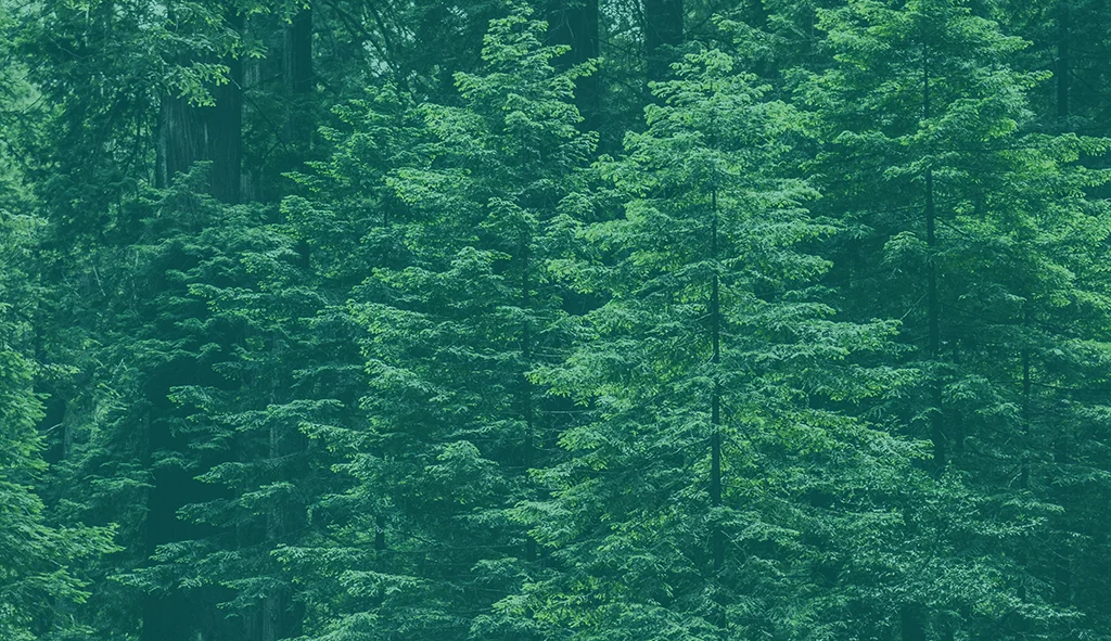 web cropped rene-bieder-101094-unsplash with overlay.jpg