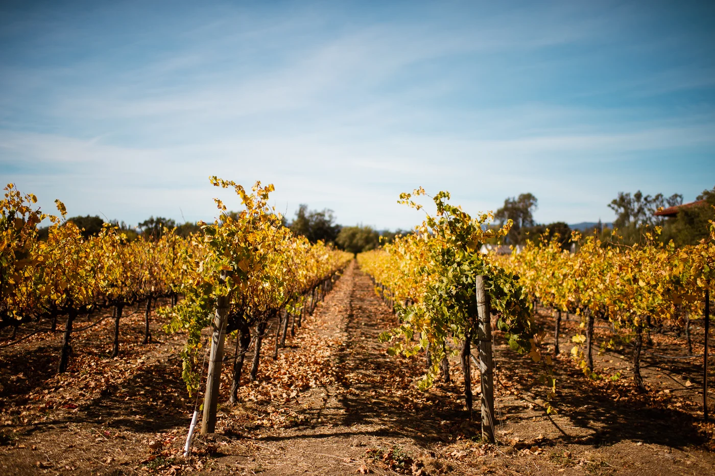 PHOCO Photography LITV20 Live in the Vineyard Event Music Festival Napa California-3.jpg