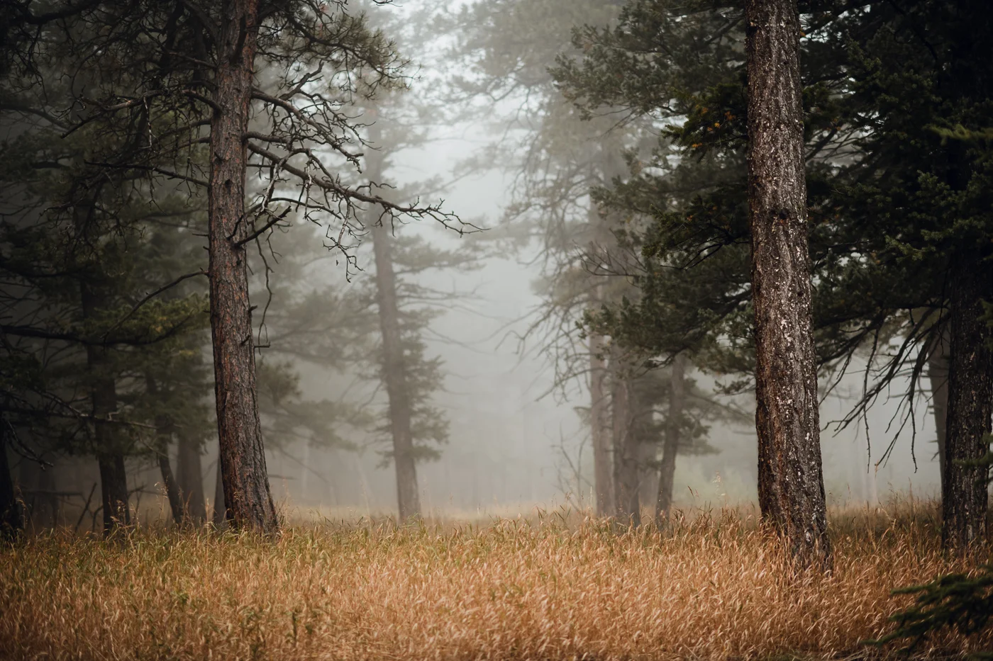Candice Rawlin Wedding PHOCO Photography Pines Genesee Golden Colorado Fog -22.jpg