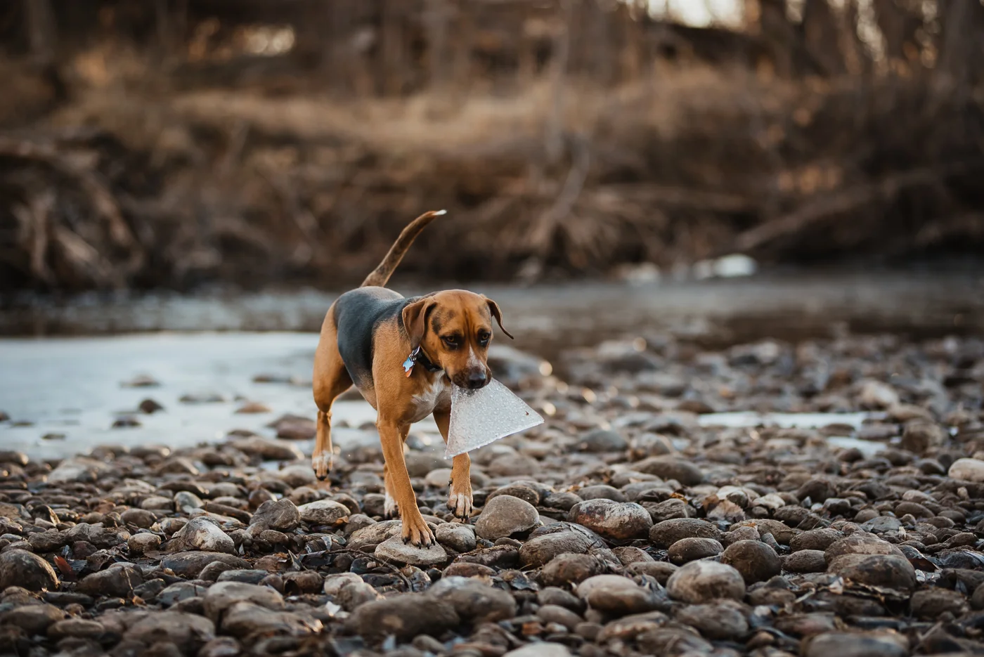 PHOCO Photography Fort Collins Engagement New Belgium Brewing Beer Dog Brown-33.jpg