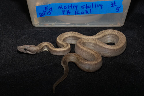 2020 Litter 5 Motley Sterling, 66% pos het Kahl male #5 — MAINELY BOAS