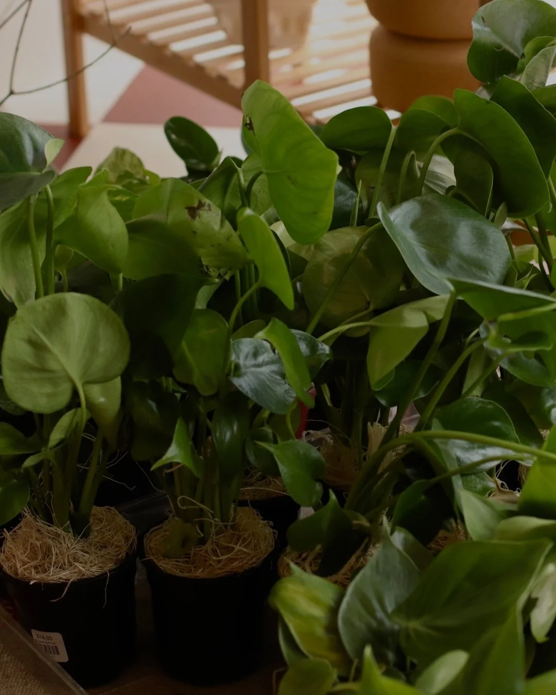 🌱 🪴Fresh PLANT babies have arrived! We have some of the easiest varieties to keep alive too, so whether you&rsquo;re a plant expert or brand new to taking care of a plant baby- we got you covered! ZZ, philodendron, pathos, snake plant, coffee plant