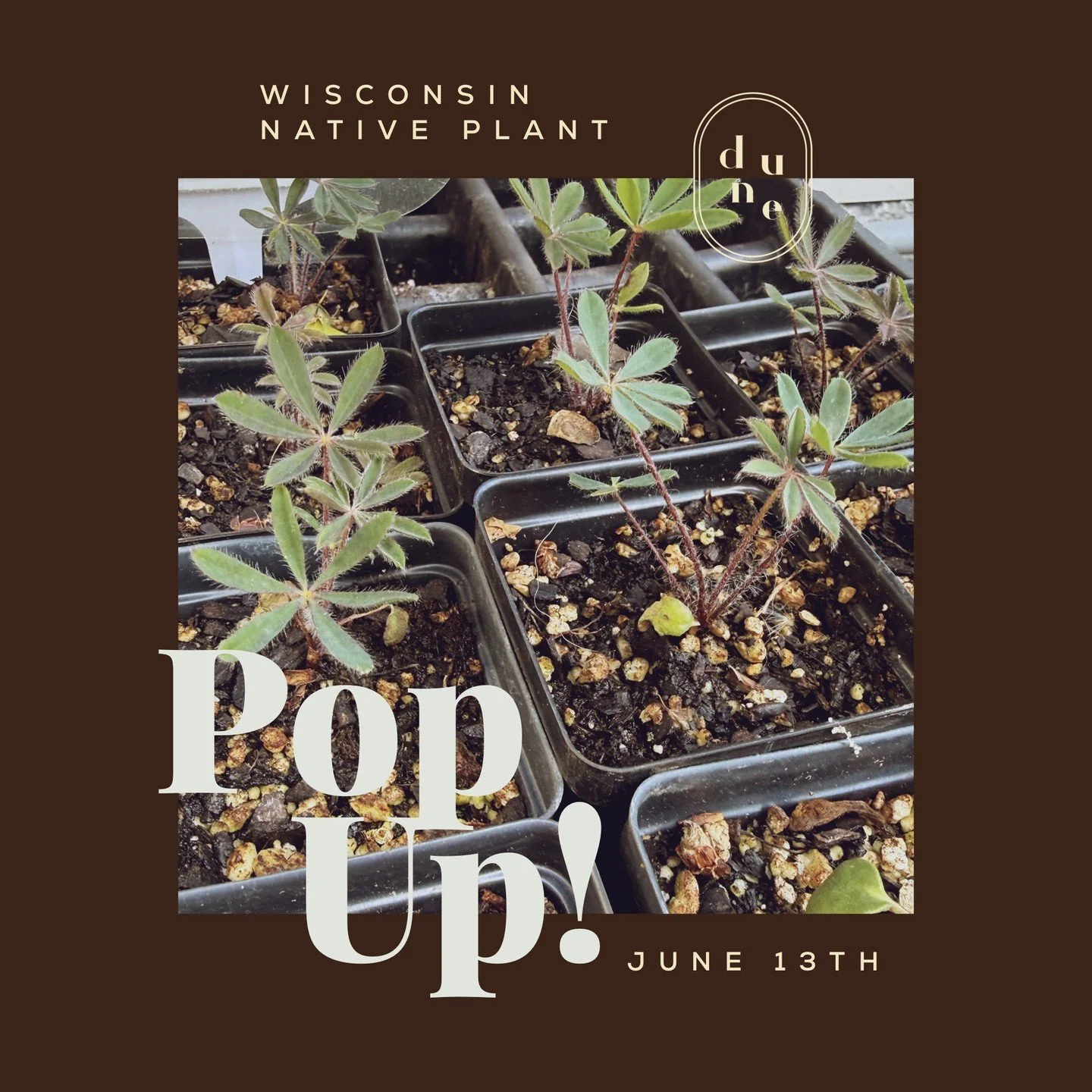 Join us for a native Wisconsin plant pop up with local Ecologist for the Stormwater water land in Madison (and my neighbor!) Emily Gorvego! Starter plants for sale and info to help you give them the best care!

 #dunepopup #shopstoughtonwi #smallbusi