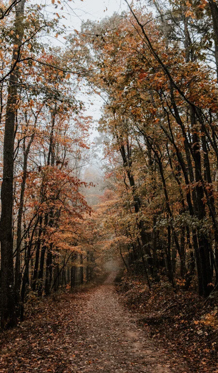 The sunlight turned the trees into gold