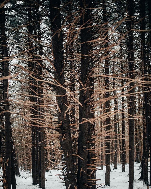 We are still here, not going anywhere anytime soon #appalachiantrail #snowday #throwback #trees #atlaspacks