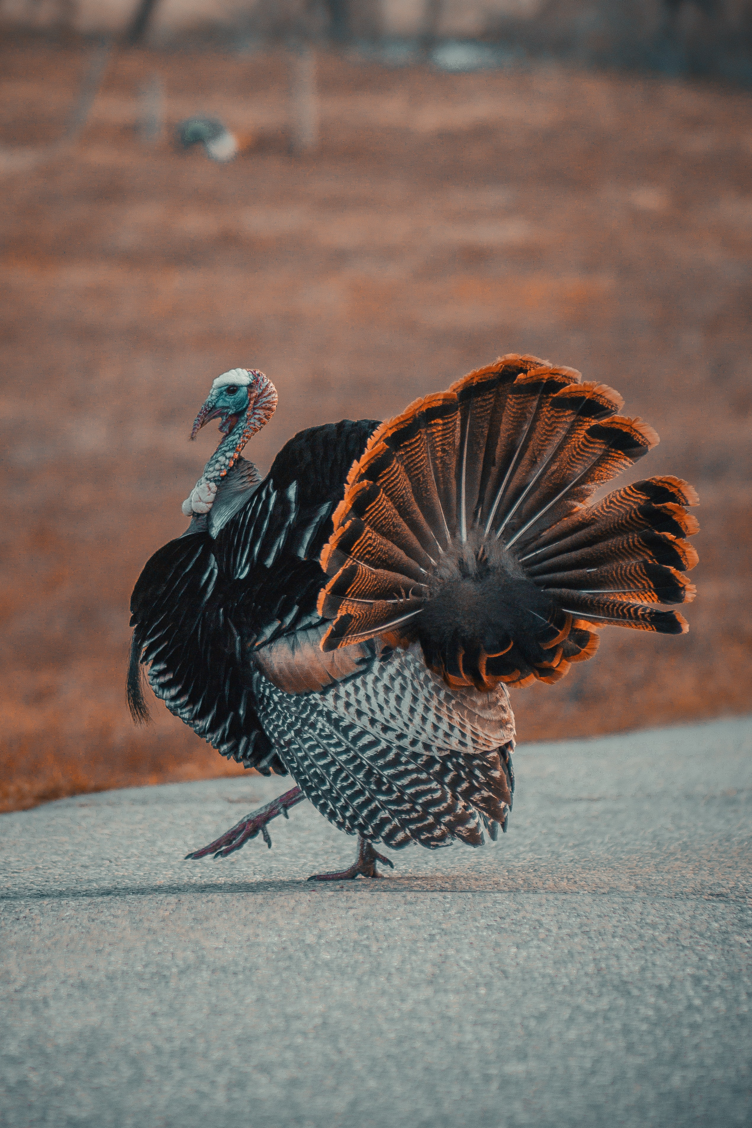 Have A Beautiful Thanksgiving!