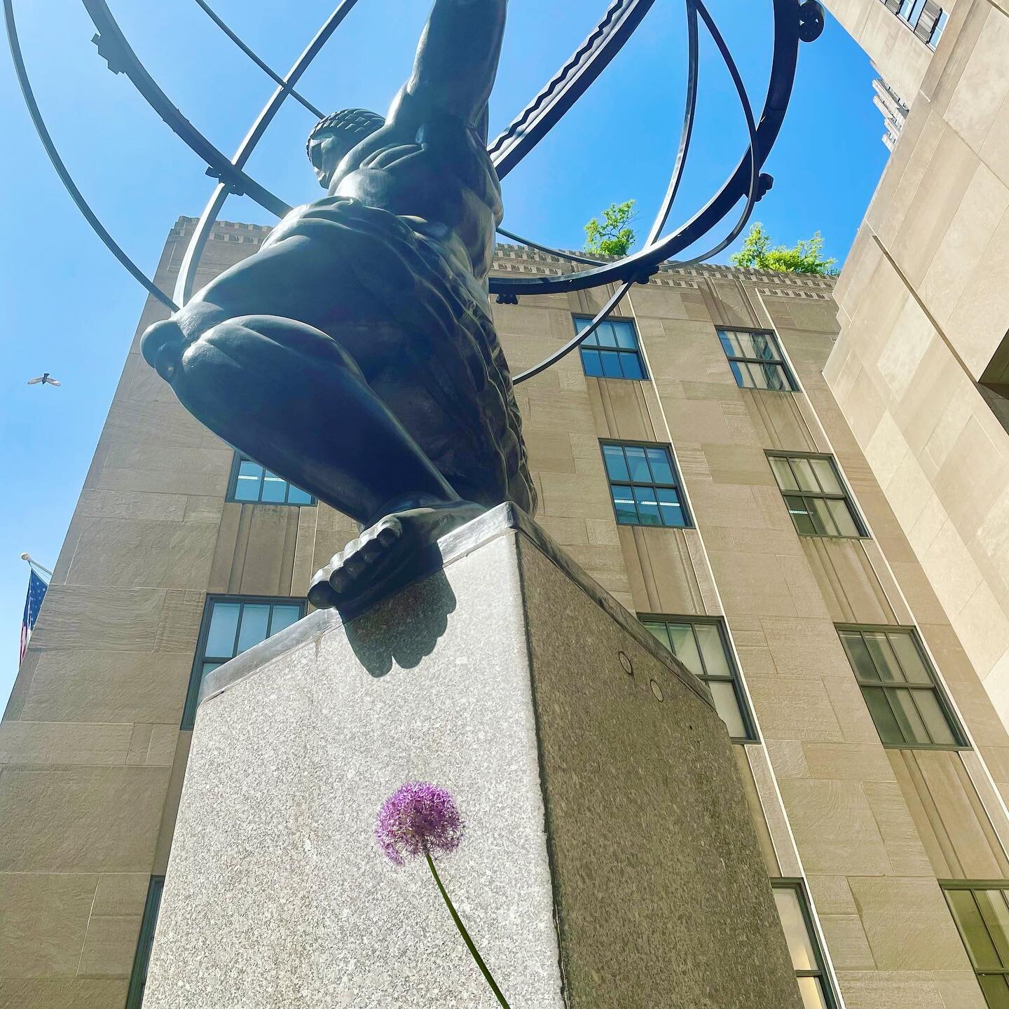 This floral &ldquo;moment&rdquo; stopped me in my tracks - A single allium somehow grew through the concrete and was standing tall next to Atlas in Rockefeller Center - Who else is feeling inspired by this little guy?!?! 🙋🏼&zwj;♀️🙋🏻🙋🏽&zwj;♀️🙋?