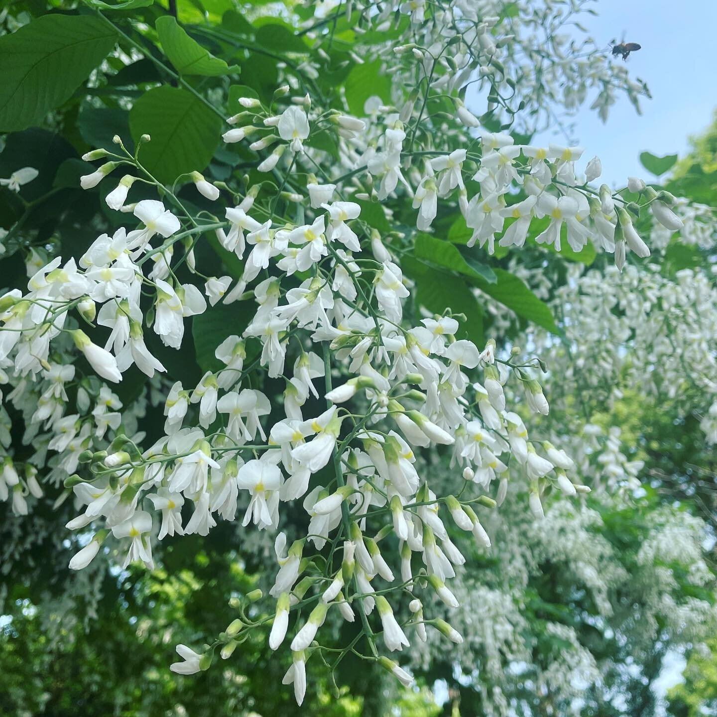 This tree is STUNNING - But if you can believe it the SCENT is even better than the SIGHT! 🤞 Fingers crossed the next Instagram update includes a &ldquo;smell&rdquo; feature 😜