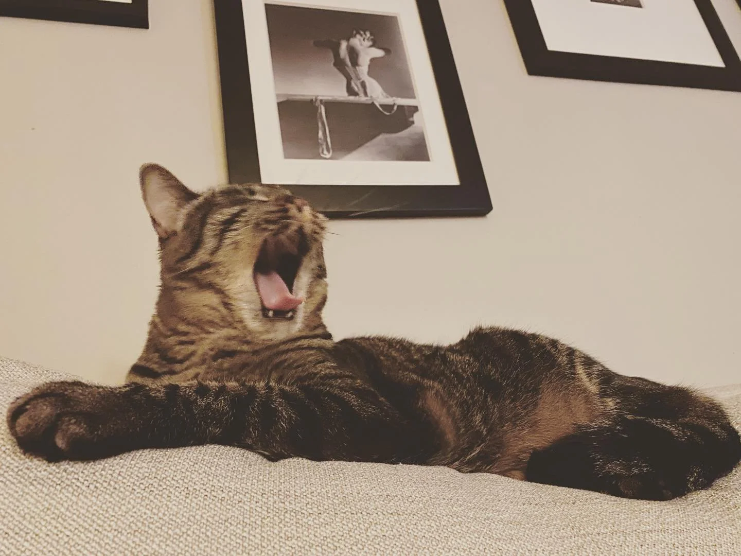 @holly_golightly_cat rehearsing her classical pieces. #opera #catsofinstagram #catfluencer #musiclessons #laopera #losangeles #onlinelessons