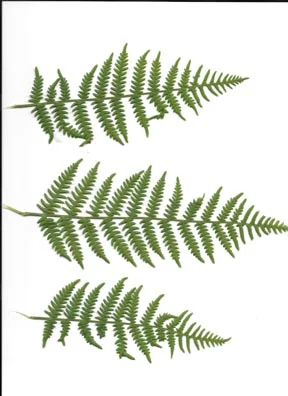 silkscreen1.jpg