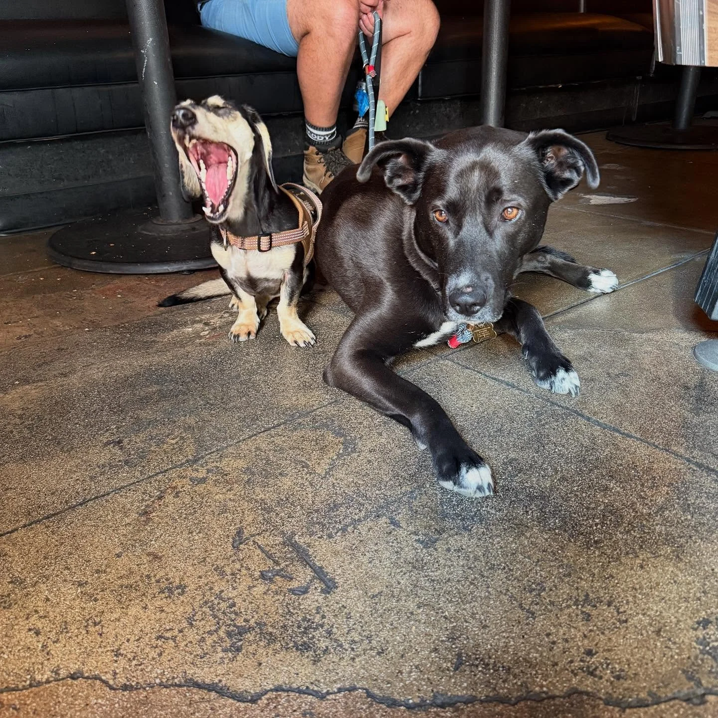 Dynamic duo. The dogs, not the legs.