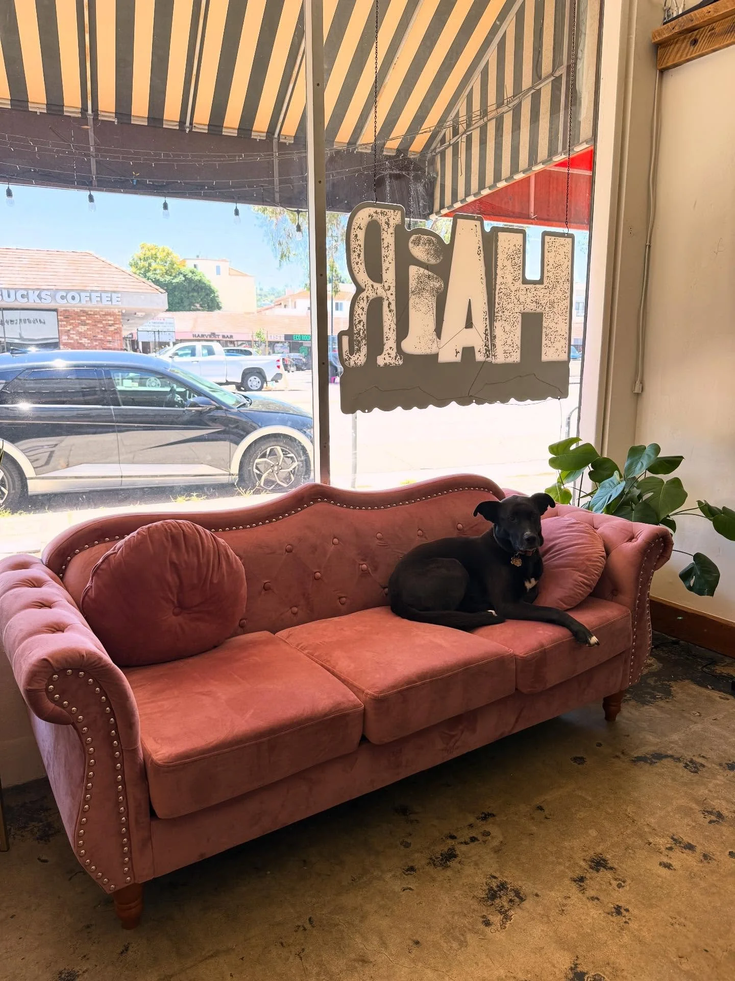 Shadow loved being pampered at the salon. Thank you @hairdestruction for welcoming her and all my love to the my ride or die who does the most amazing cuts and then delights me with voluminous blow outs, the one and only @hairbyabbyroll 💈✂️❤️