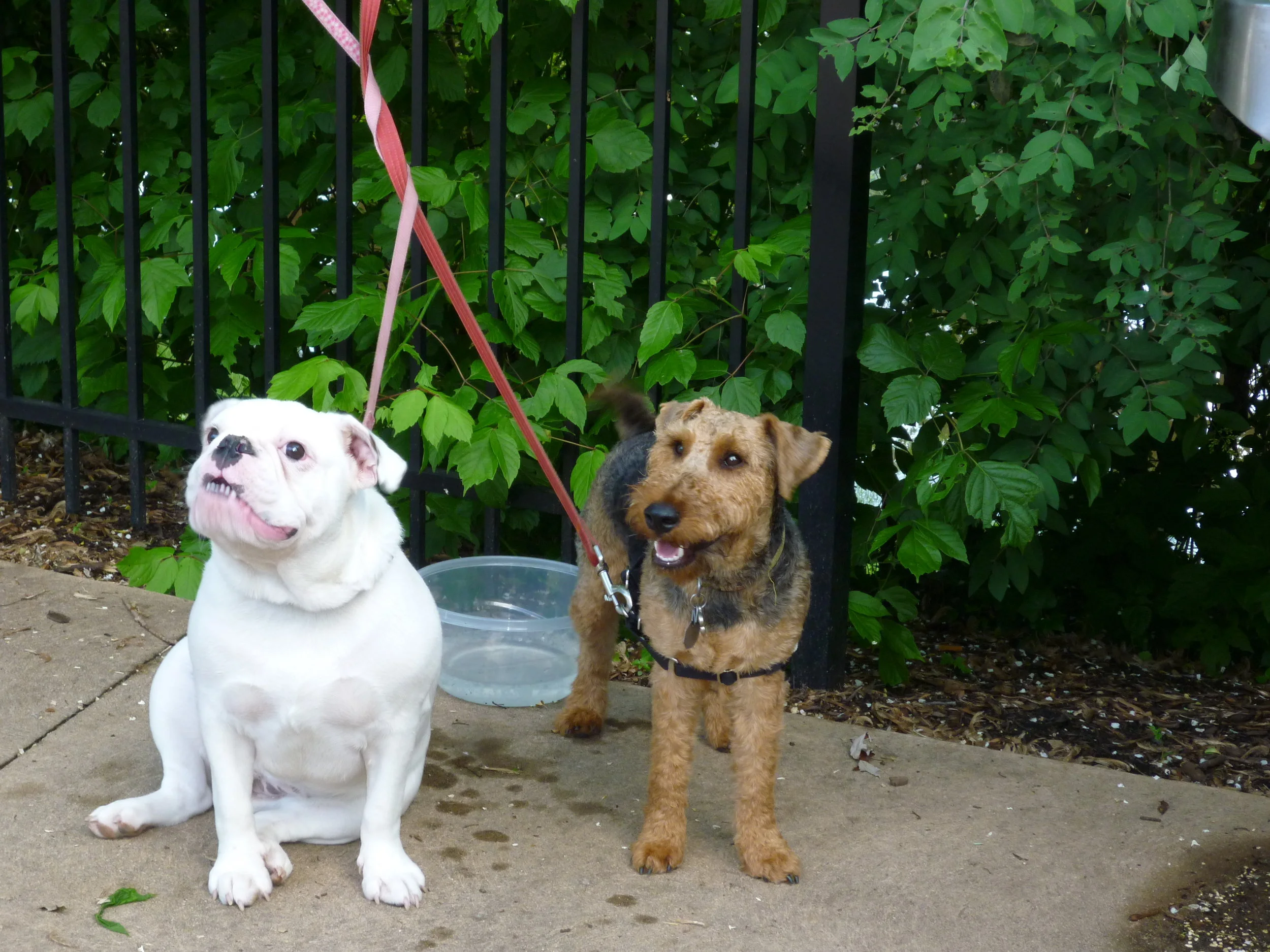 Bacchus and Lacy.jpg