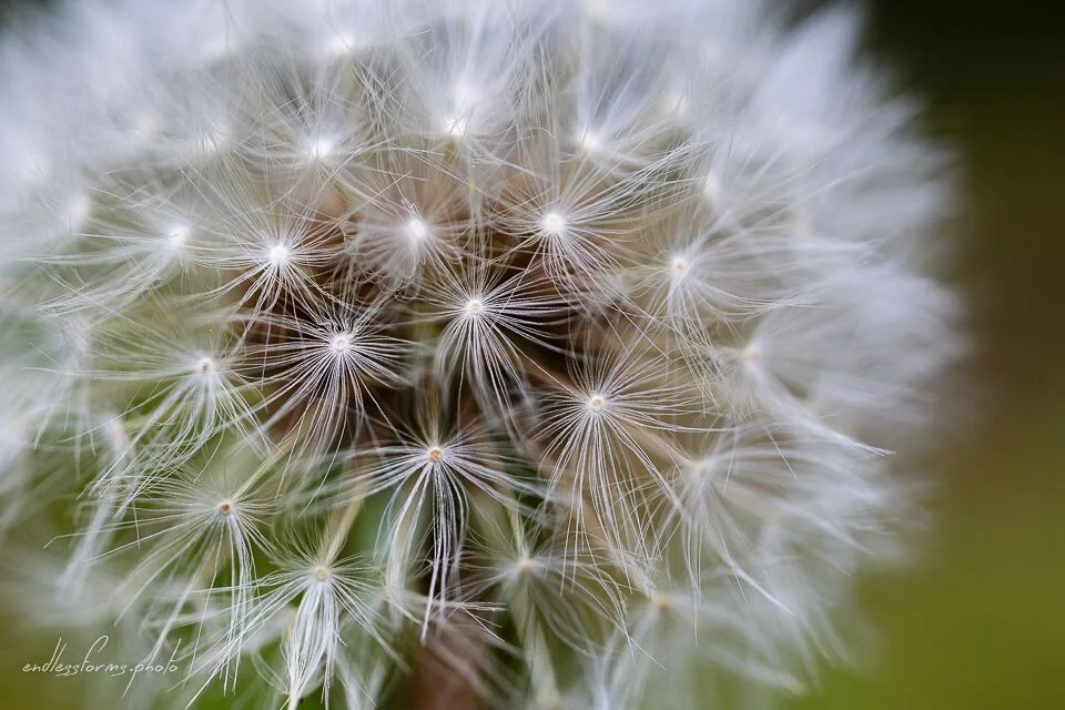 EF_Dandilion.jpeg