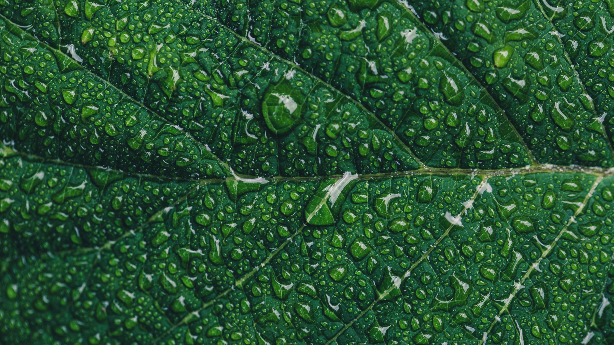 water-droplets-on-green_4460x4460.jpg