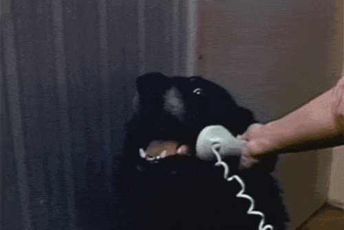 hello-thisisdog.gif