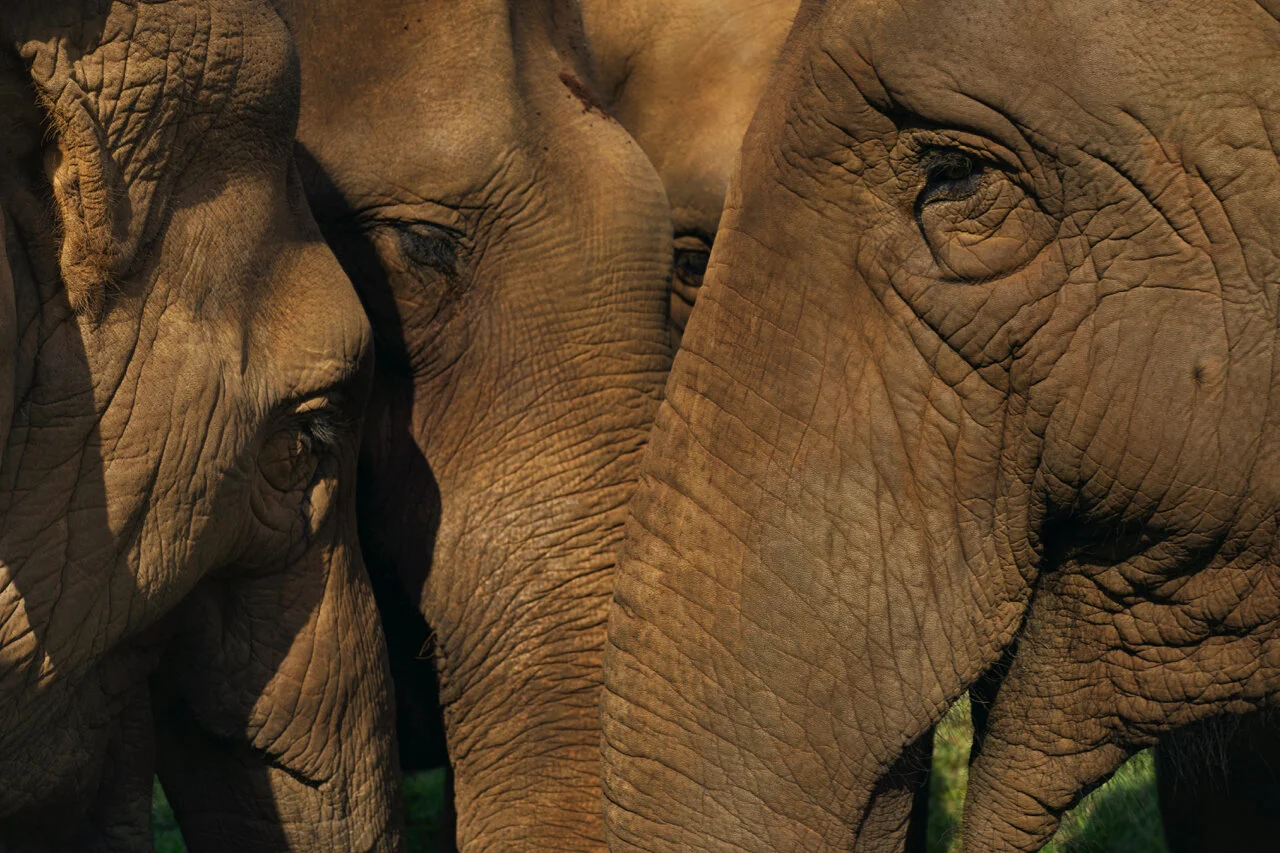 Image taken by photographer, Kwaku Alston at Elephant Nature Park