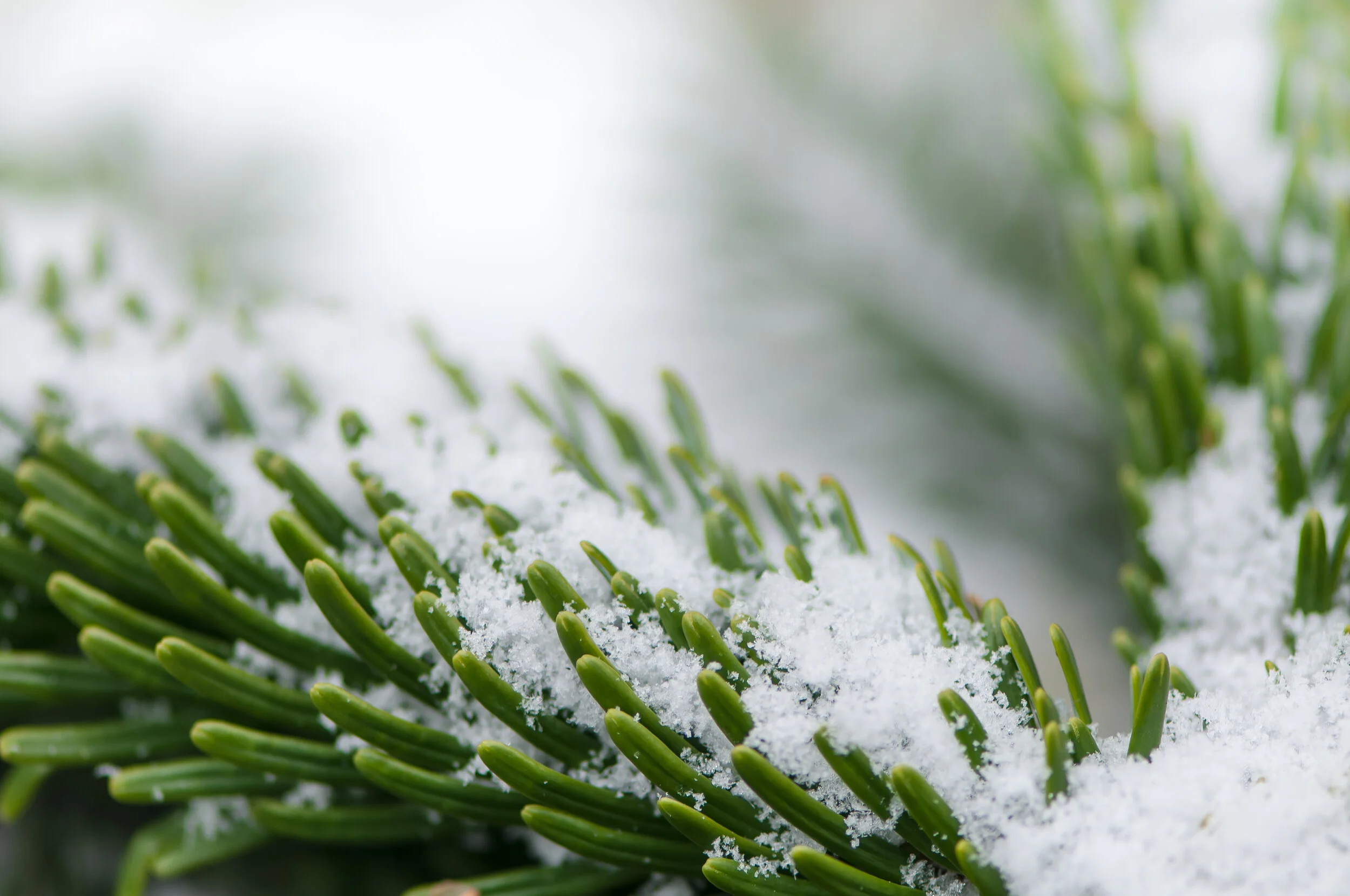 Let’s step back to leap forward in 2020