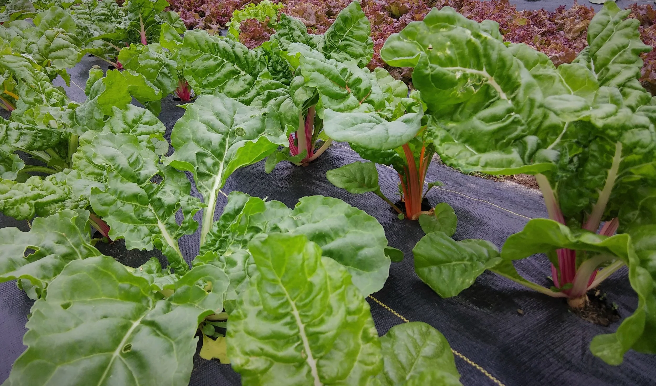 Swiss Chard Maranatha Greens