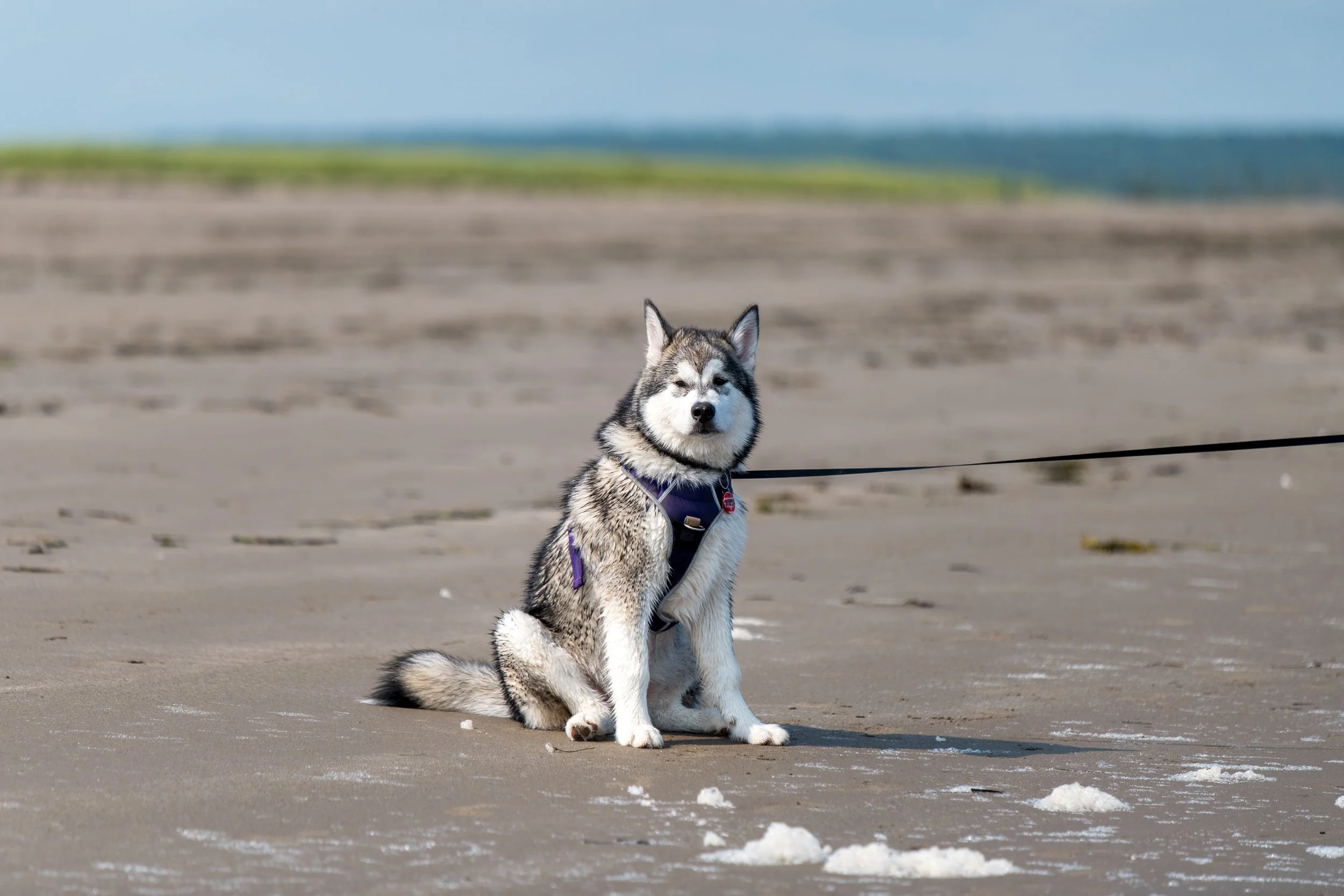MapleBeach-1-5.JPG