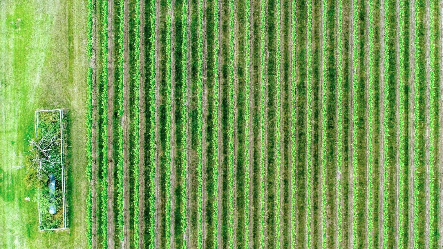 Your Farm Lease - Should it be in Writing and What Should it Say?