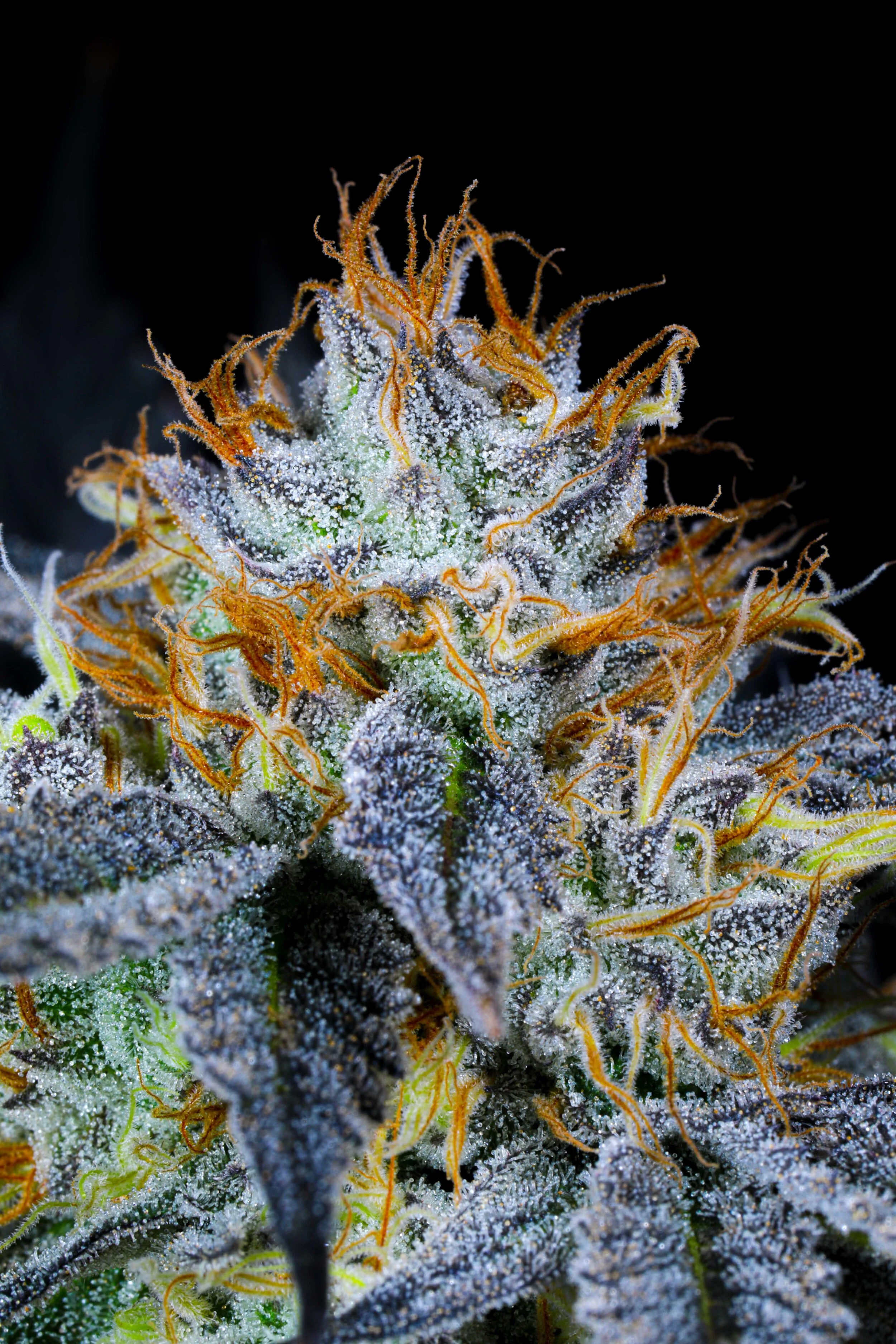 Products — 3 Bros Grow