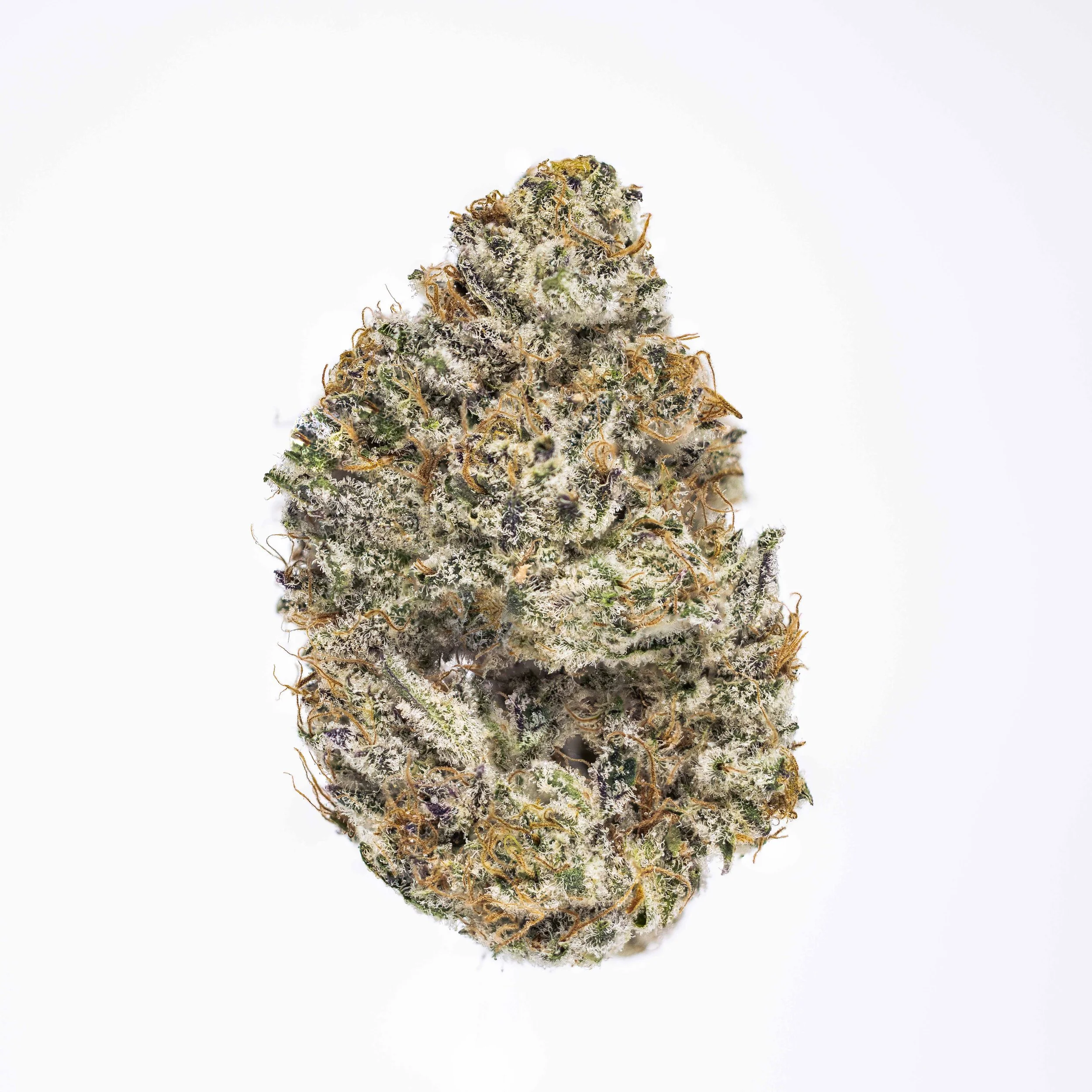 GlueDawg(IndicadomHybrid) (1).jpg