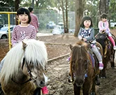 pony_4436s.jpg