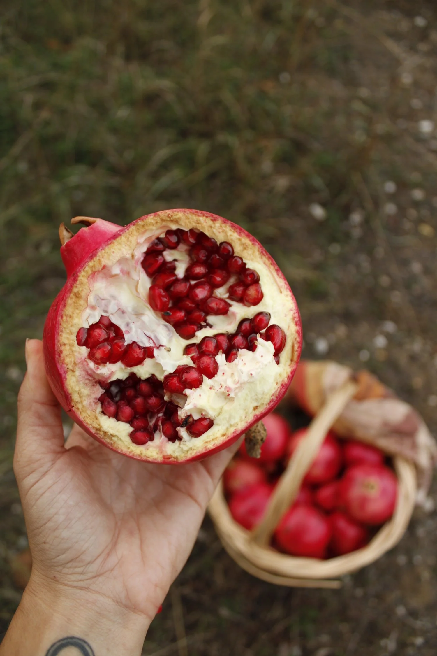 cretan pomegranate