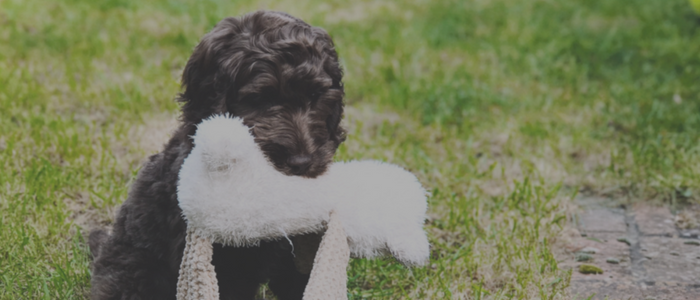  “Ashley has worked wonders with our 3 year old cockapoo Jackson. She is professional yet friendly and has a great approach to training. Our entire family, children too, were included in the sessions and it has made a world of difference in our house