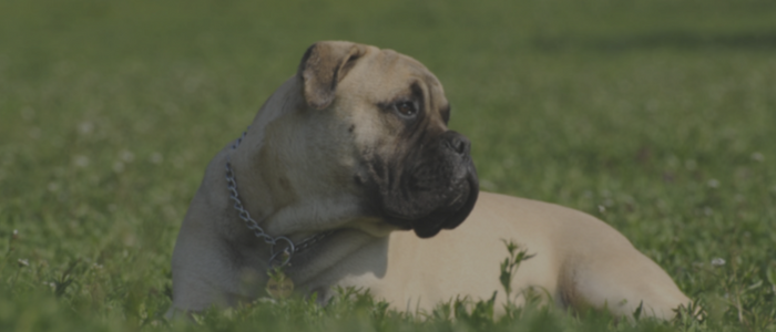  “We have 2 year old bullmastiff who can be reactive and difficult to control around other dogs. Anyone who's ever owned a large working breed and has dealt with reactivity knows how much time and patience it takes to deal with this issue and Ashley 