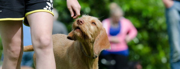 dogtrainingwide copy.png