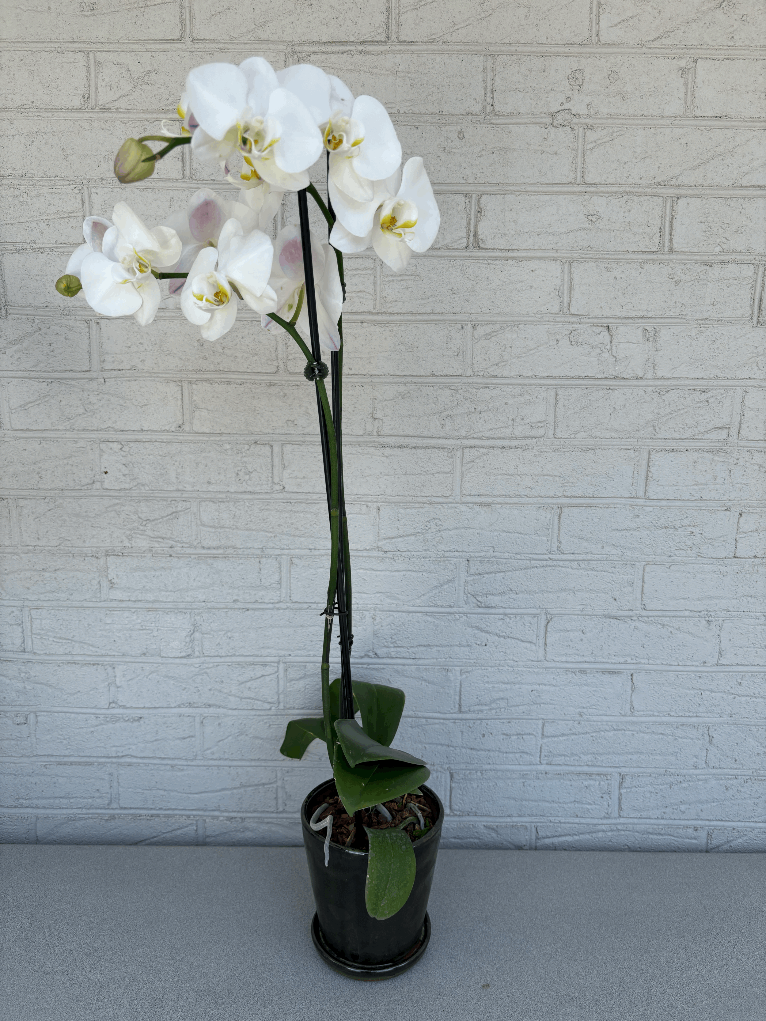 Double White Phalaenopsis Small Pot