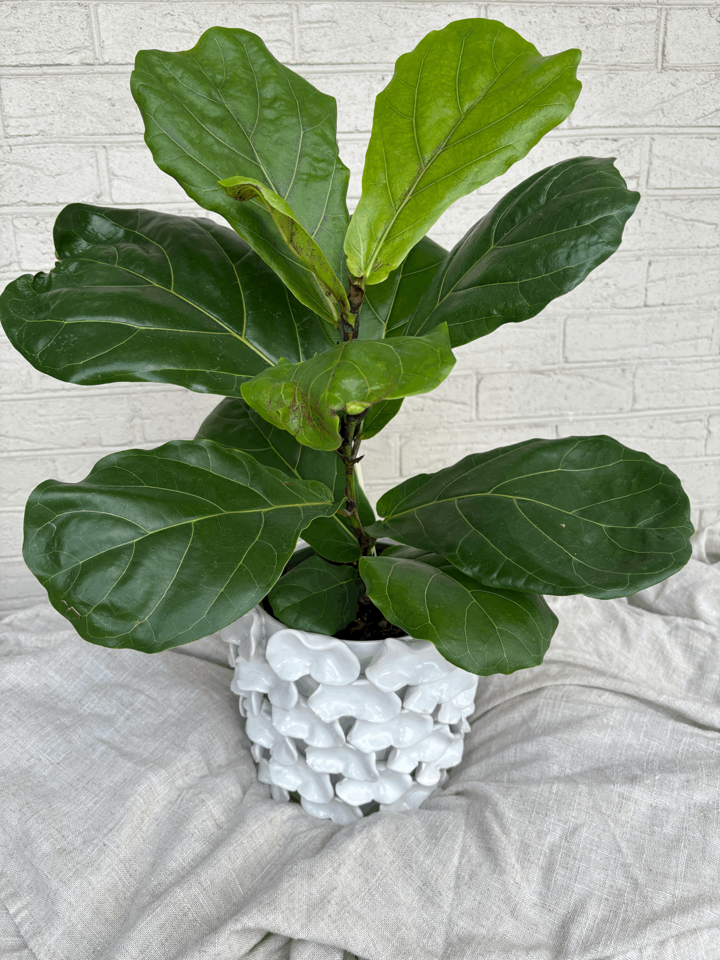 Fiddle Leaf Fig in White Ceramic Mushroom Pot